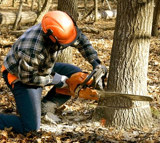 Tree Removal in Cartwright, OK
